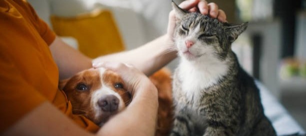 Pet Image 1