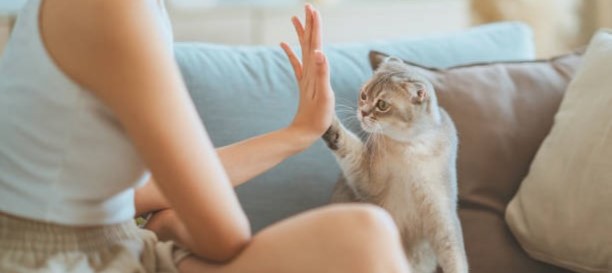 Pet Image 2